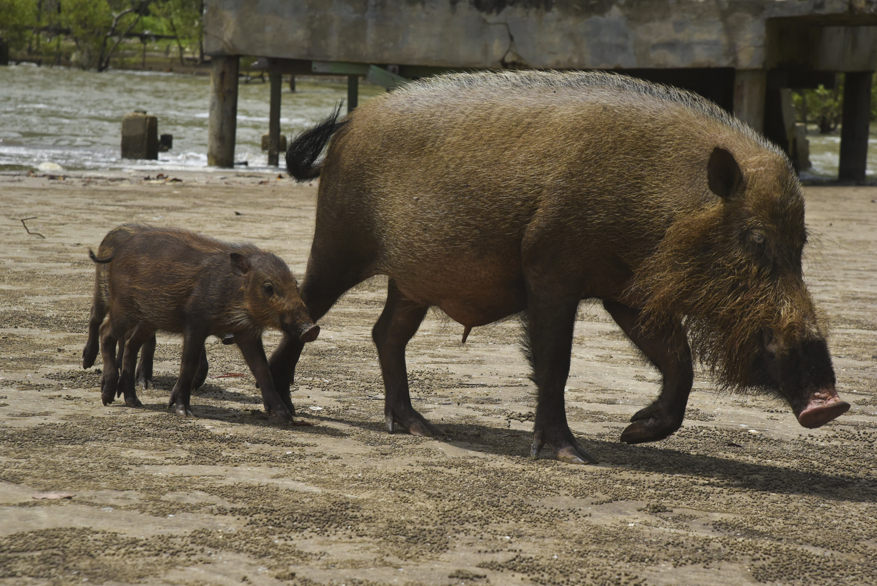 A bearded pig sow and piglet