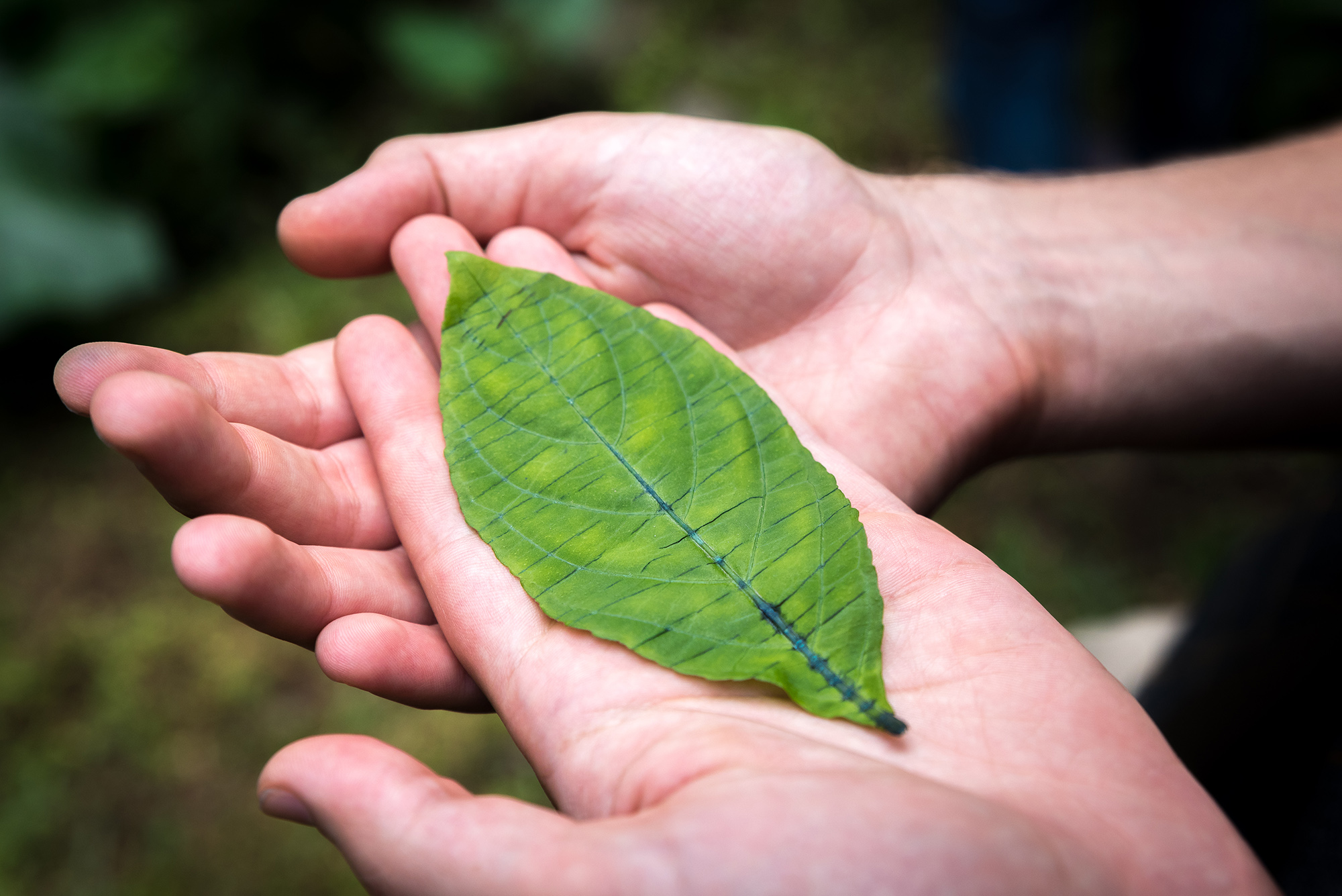 Two hands holding a leaf. The main vein of the leaf is a dark blue color.