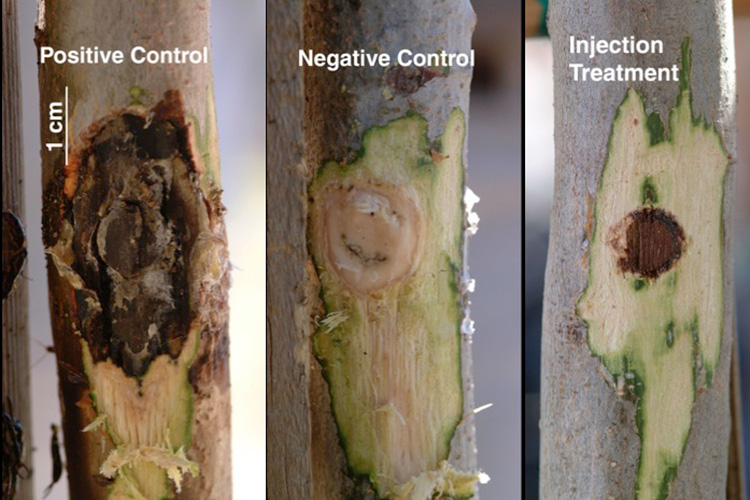 Comparison of infected trees