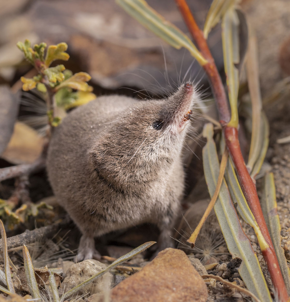 A Mount Lyell shrew photographed in the brush near Lee Vining in the Eastern Sierra. 