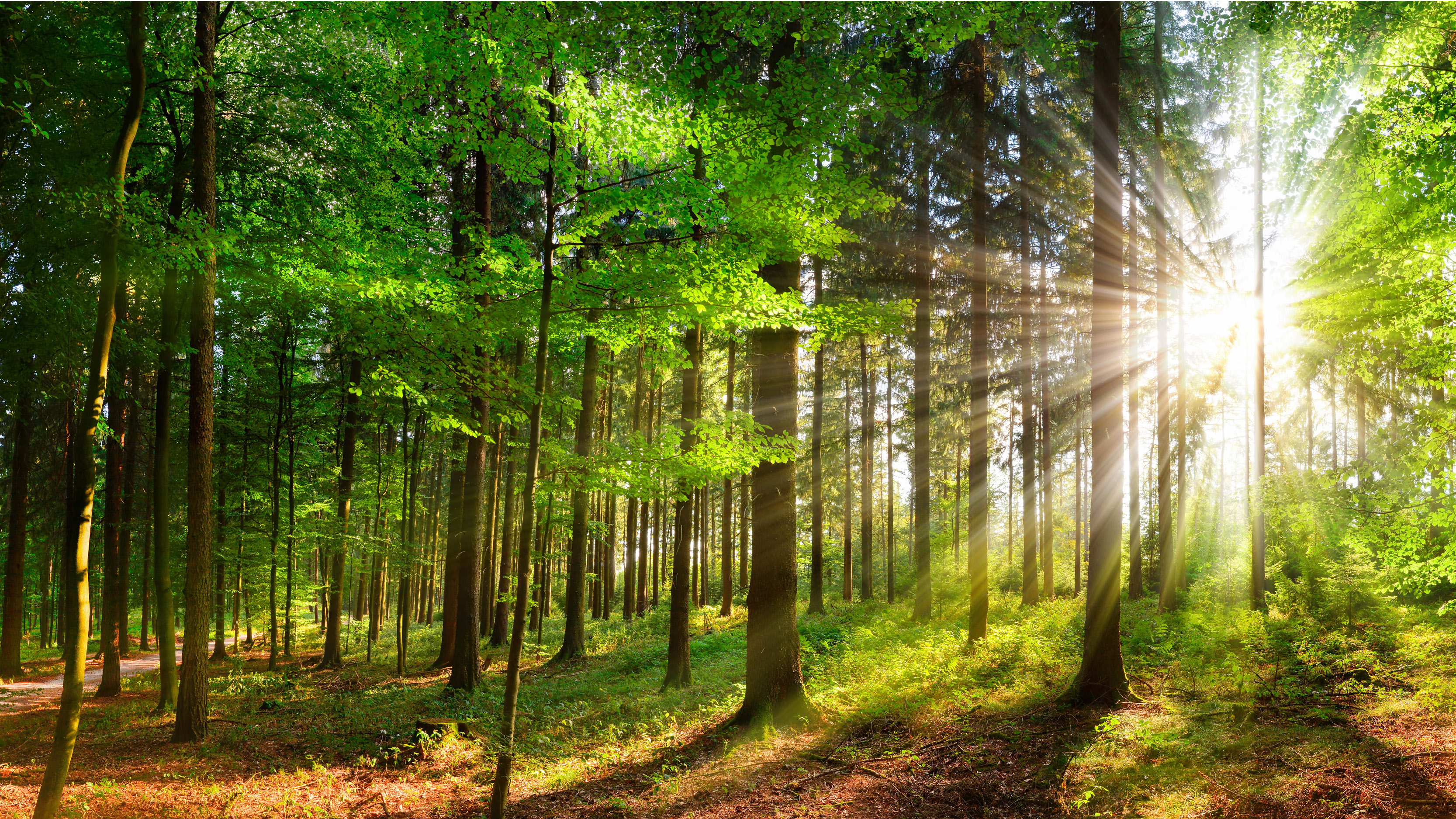 A forest with sunlight filtering through the trees