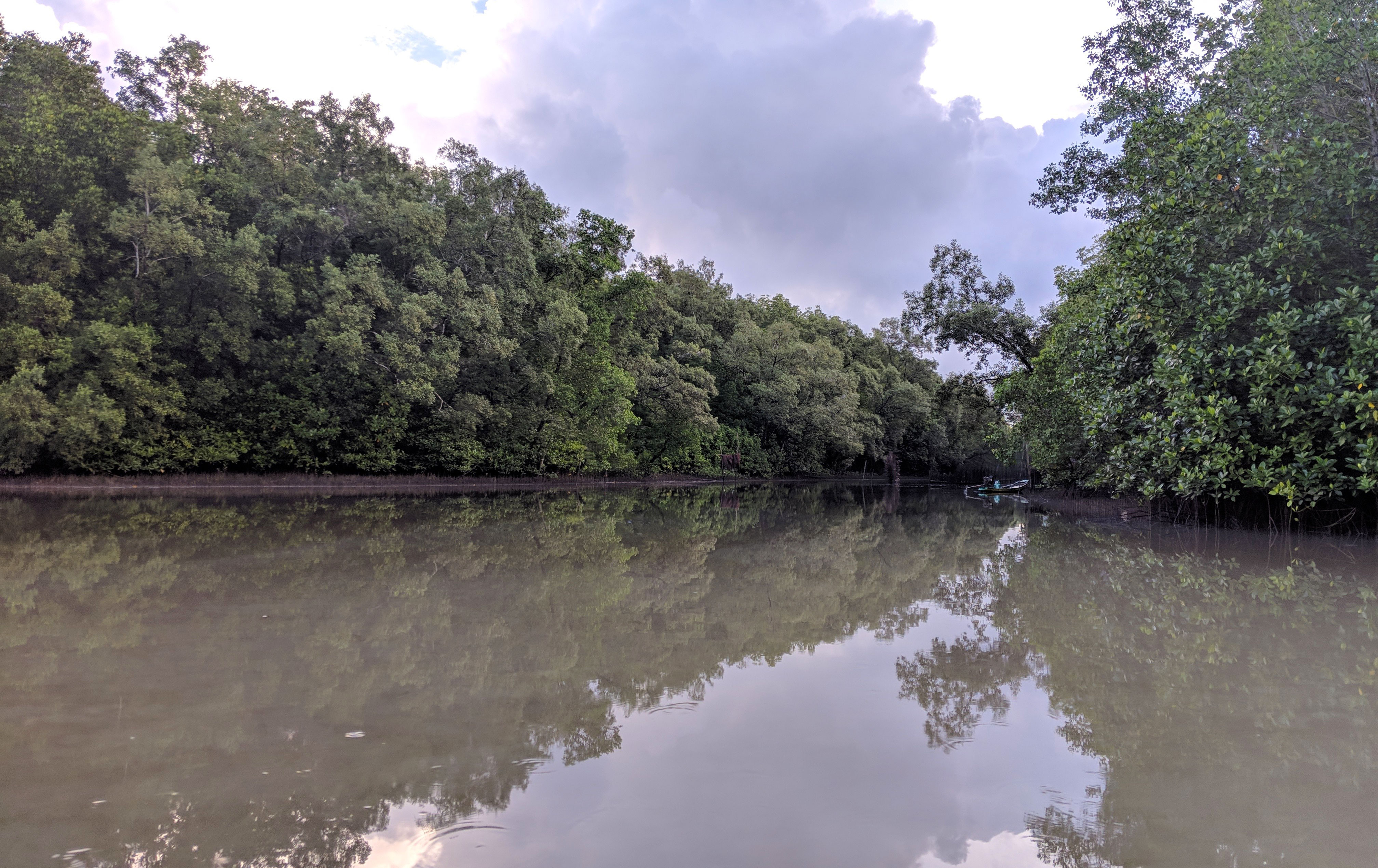 Trees and water in a mangrove.