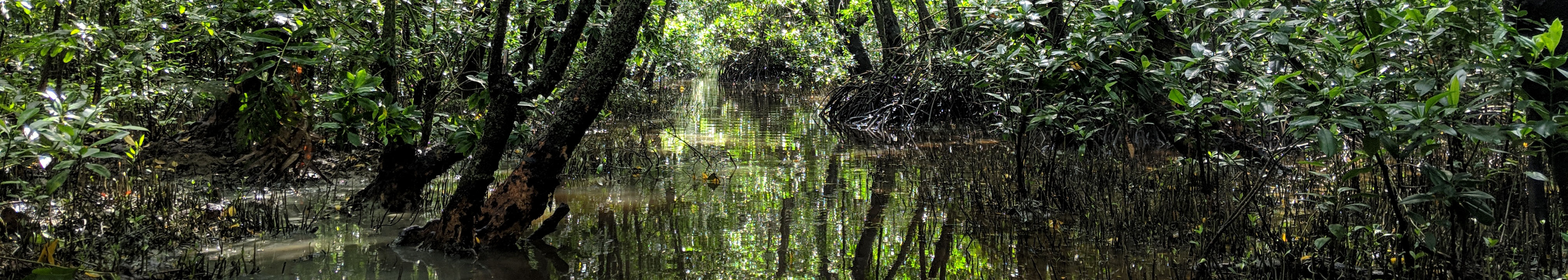 Jungle with water on the floor.