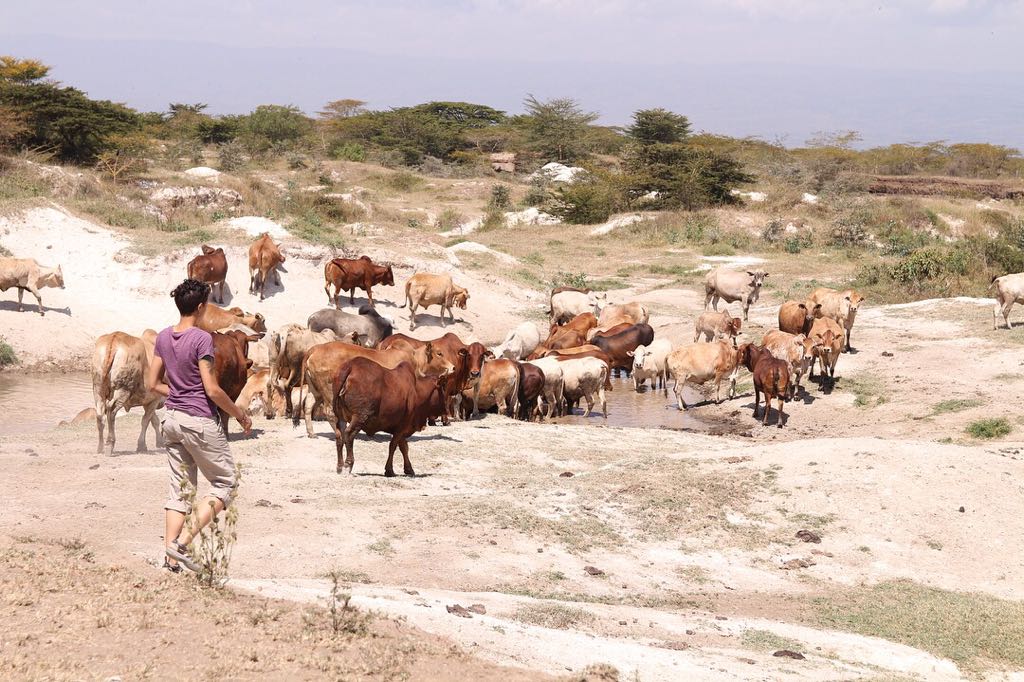 Christine is mapping land cover with livestock