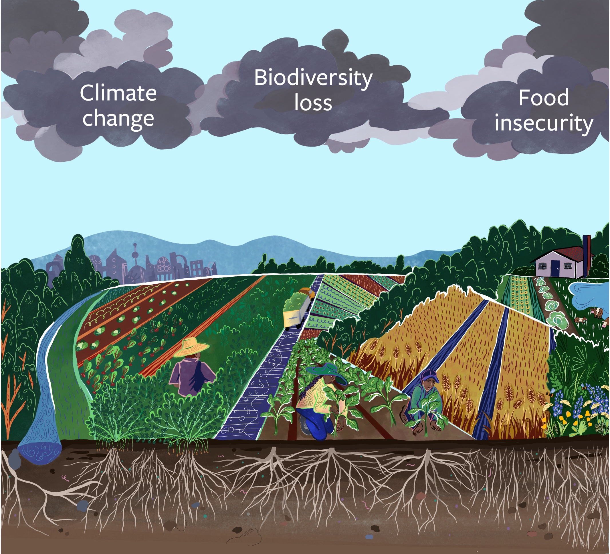 Graphic showing cross section of landscape with soil and plants, with clouds above saying "Climate change" "Biodiversity loss" and "Food insecurity"