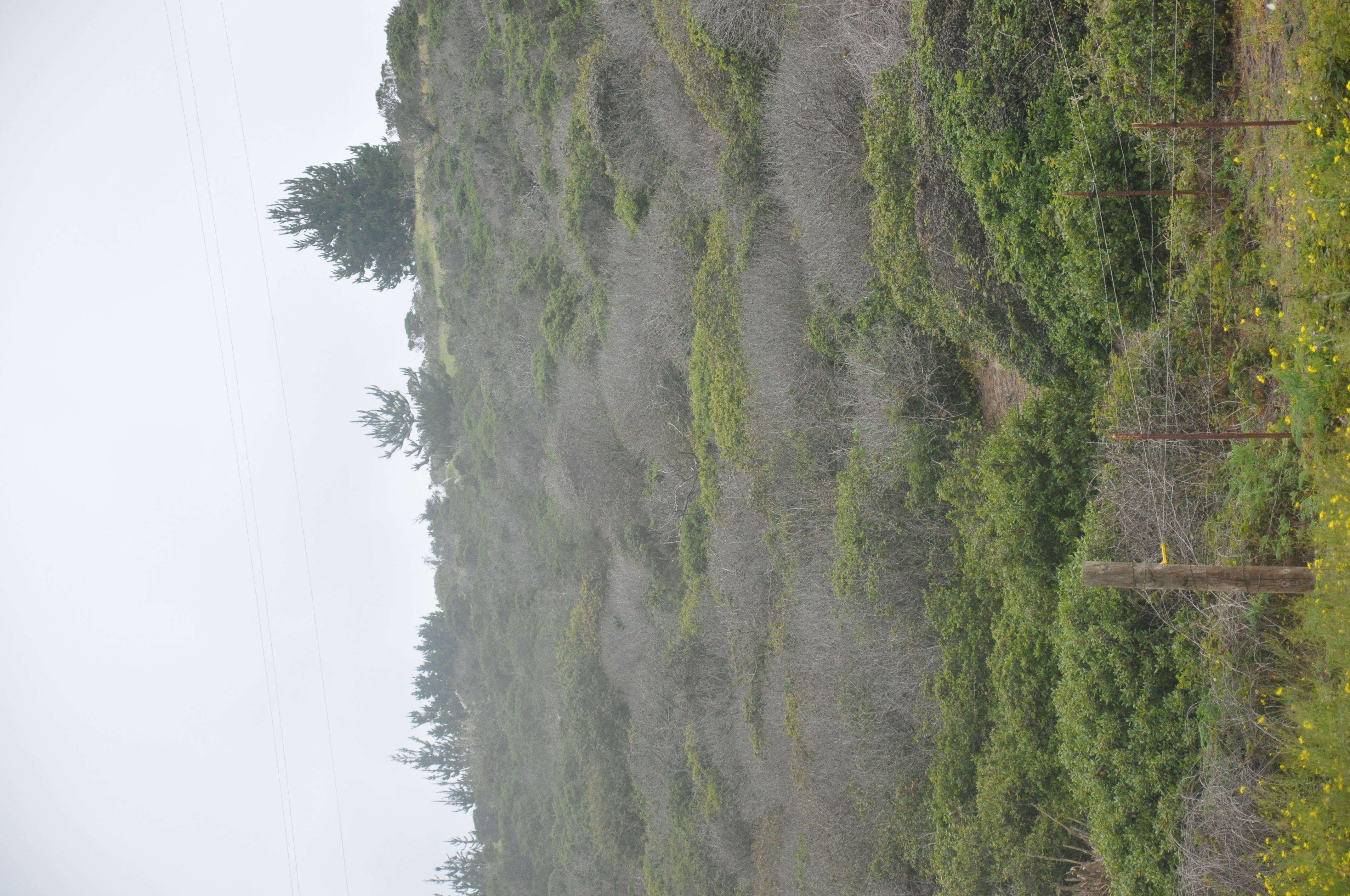 Dead trees among live trees