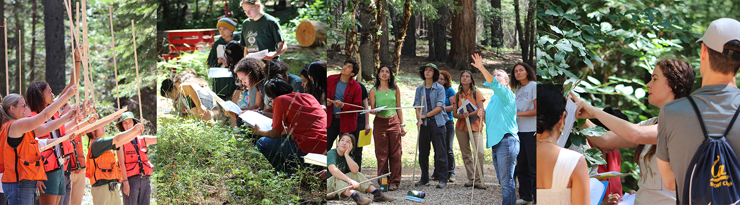 Four images in a row showing students in a forestry setting