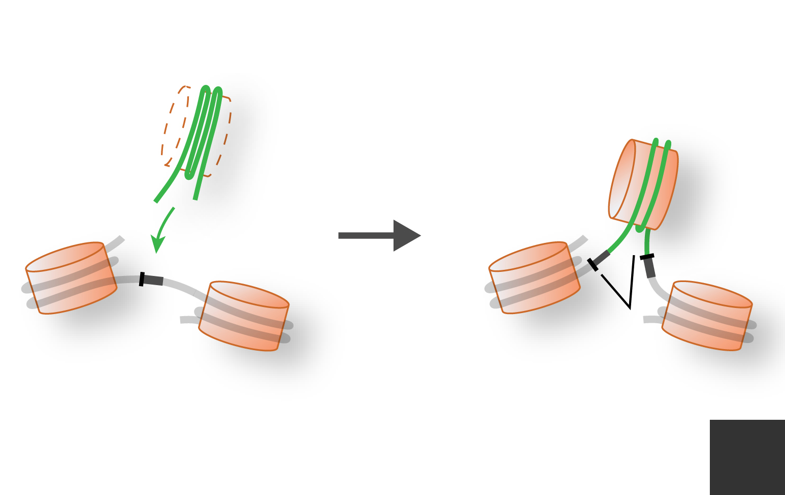 Representation of a DNA transposon jumping into a gene to make a new intron.