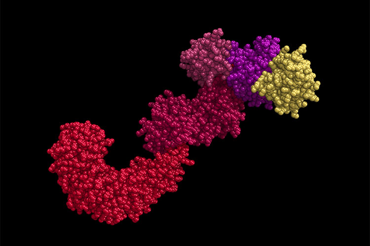 Image of a receptor protein. 