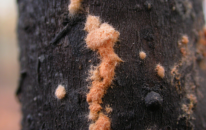 Neurospora fungus growing on dead wood