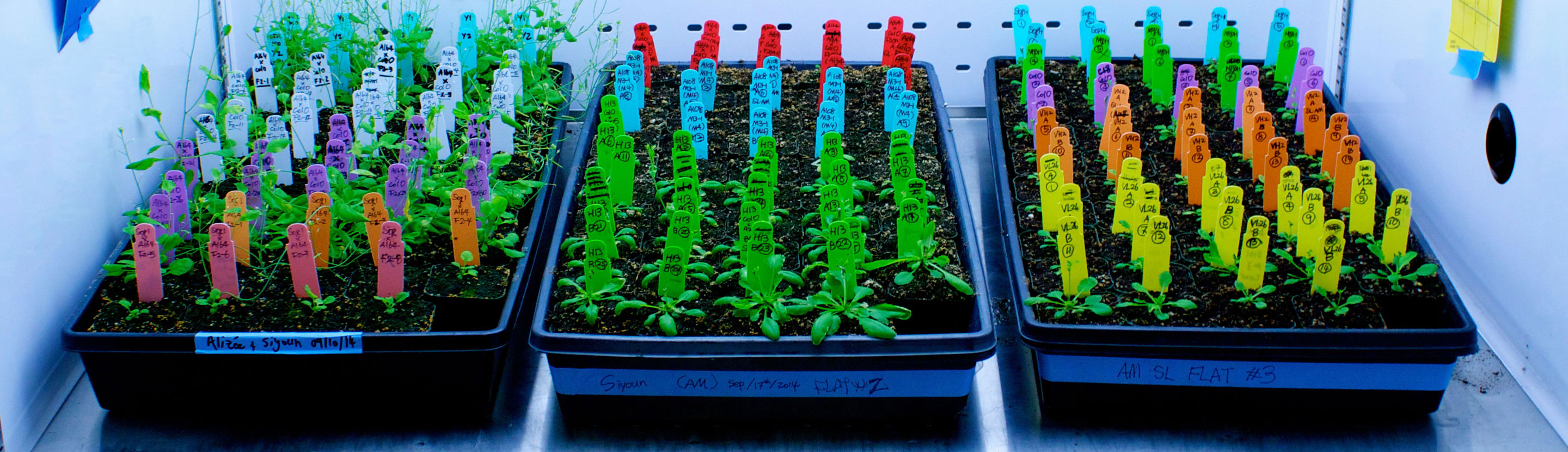 Plants in a lab