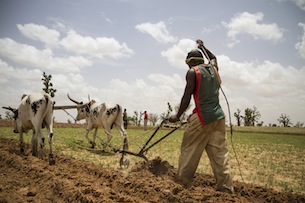 Farmer in southeastern Mali uses cows to till his field