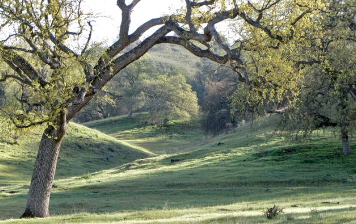 Landscape of grassy hills and oak trees