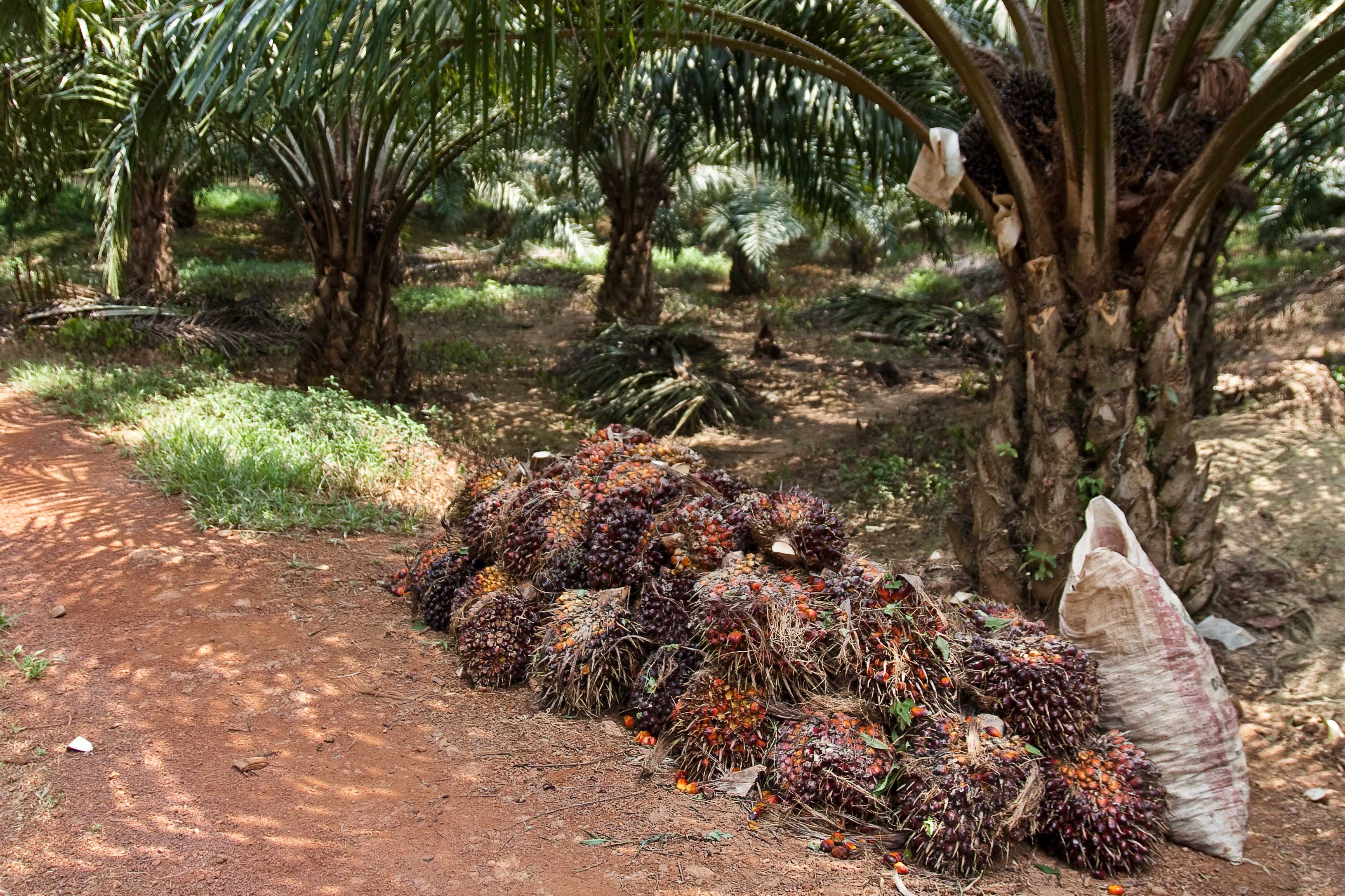 oil palm fruits at harvest