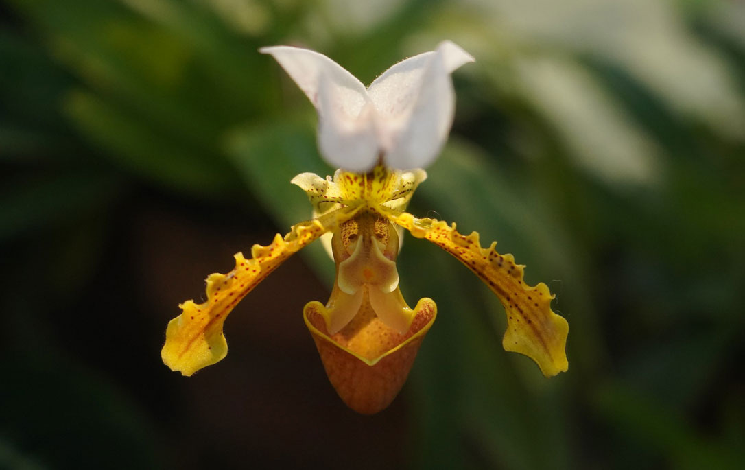 Image of white Orchid