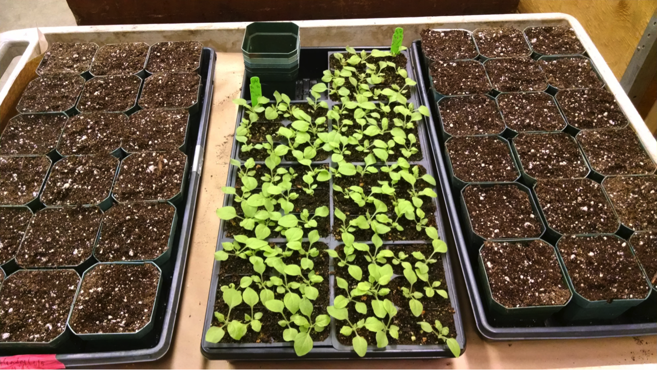 Seedlings in planting beds