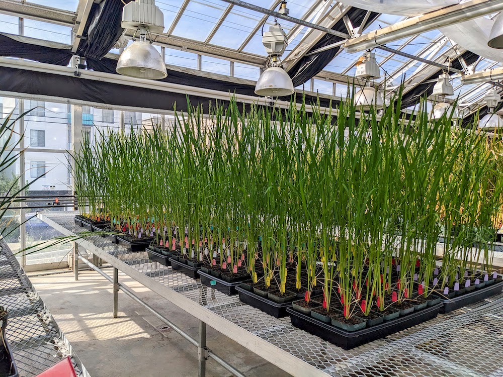Rice plants growing in a greenhouse room.