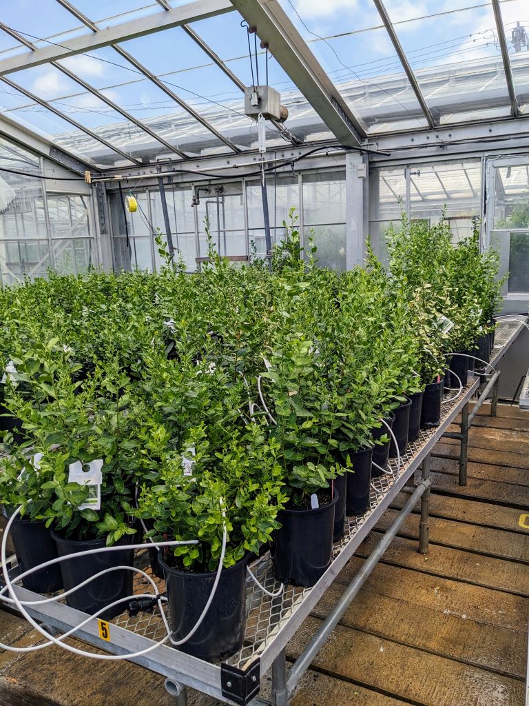 Plants on a table in a greenhouse