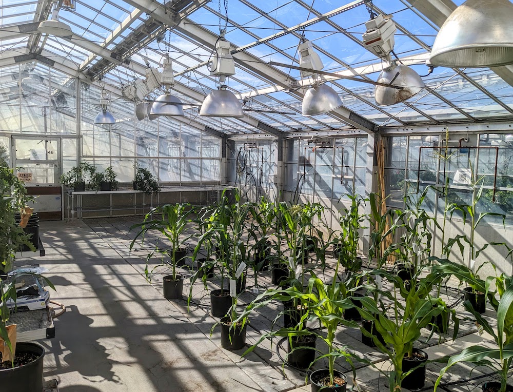 Corn plants growing in pots in a greenhouse.