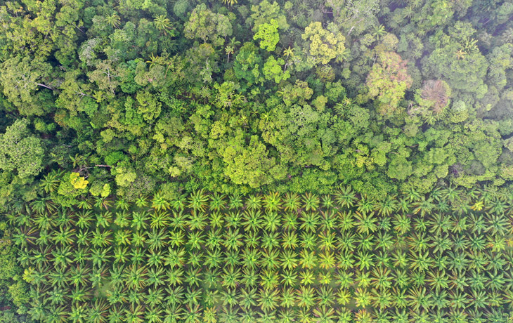 An aerial view of a green forested area transitioning into a neatly arranged plantation of palm trees.