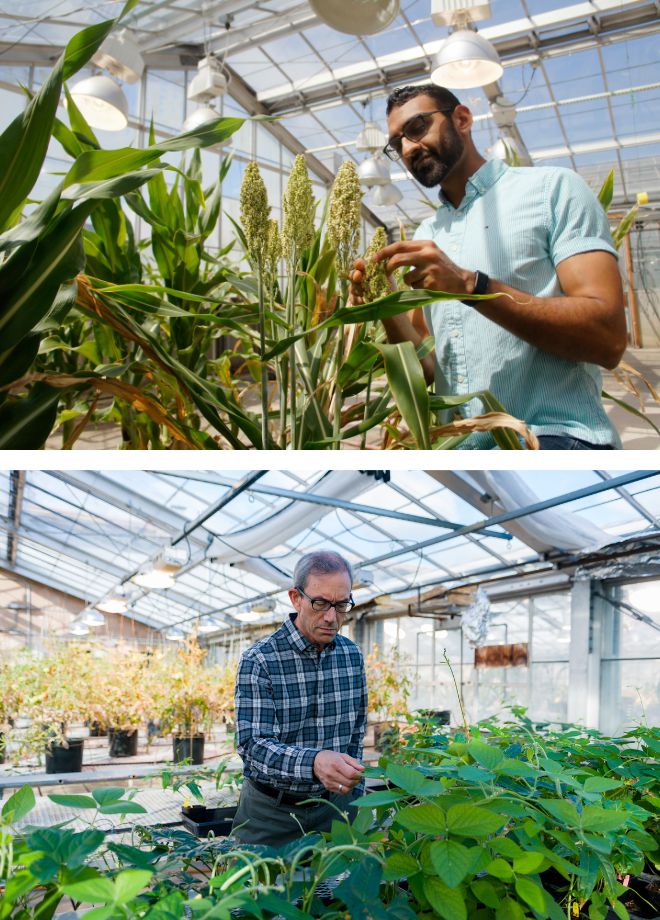 A composite image featuring two men in a greenhouse examining plants.