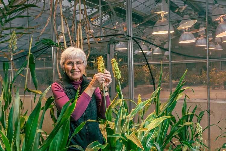 Scientist smiling at camera in a room of sorghum plants