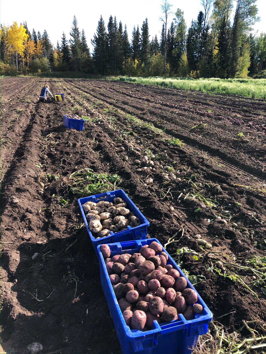 Image of Mindy harvesting potatoes