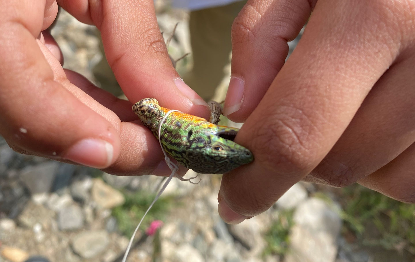 Image of lizard in hands of student