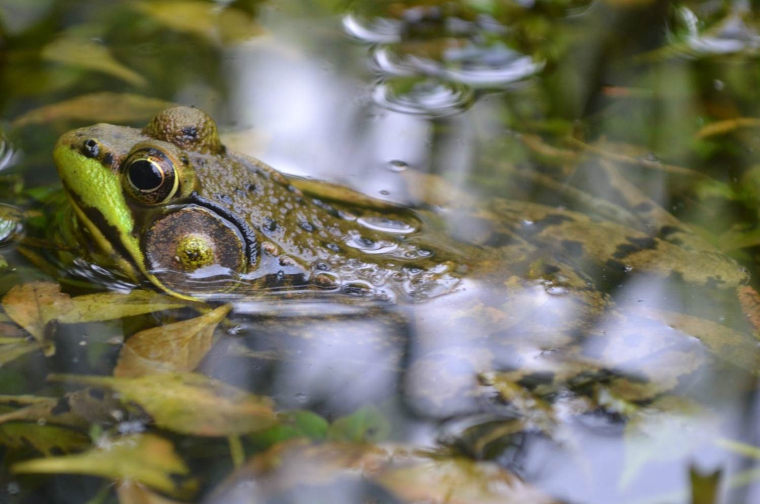 A frog's head coming out of the water.