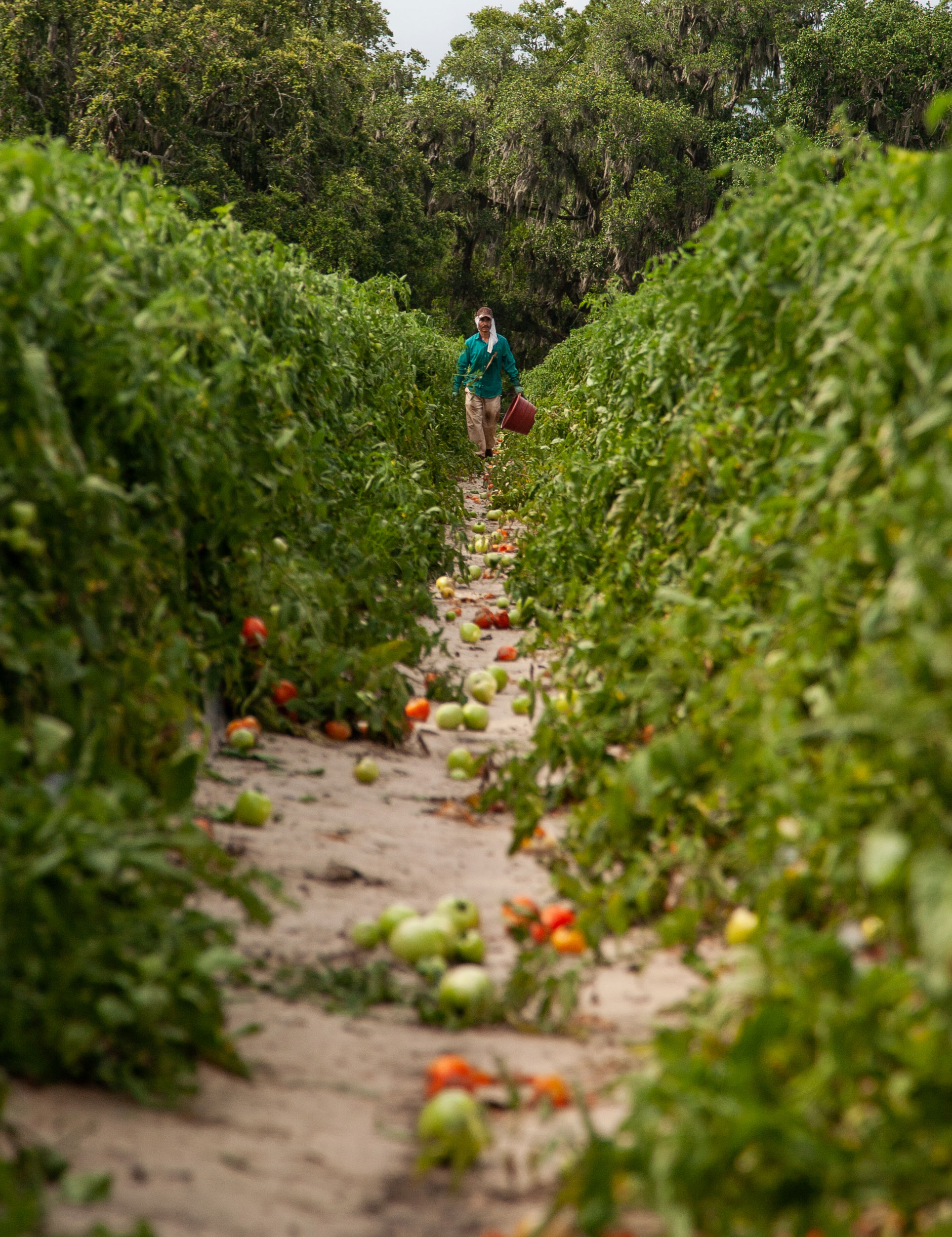 A worker in a row of a farm.