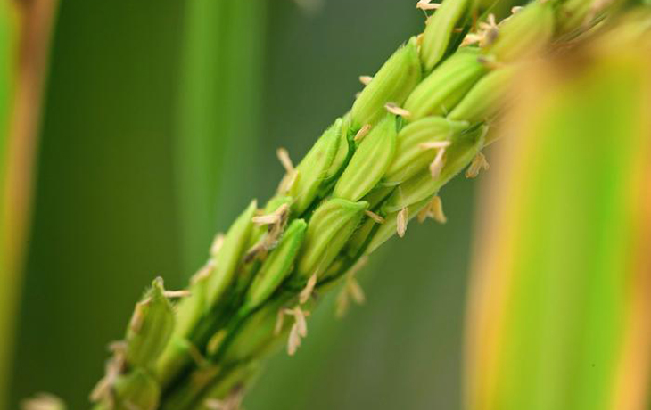 A close up photo of a green rice plant with small grains clinging to it.