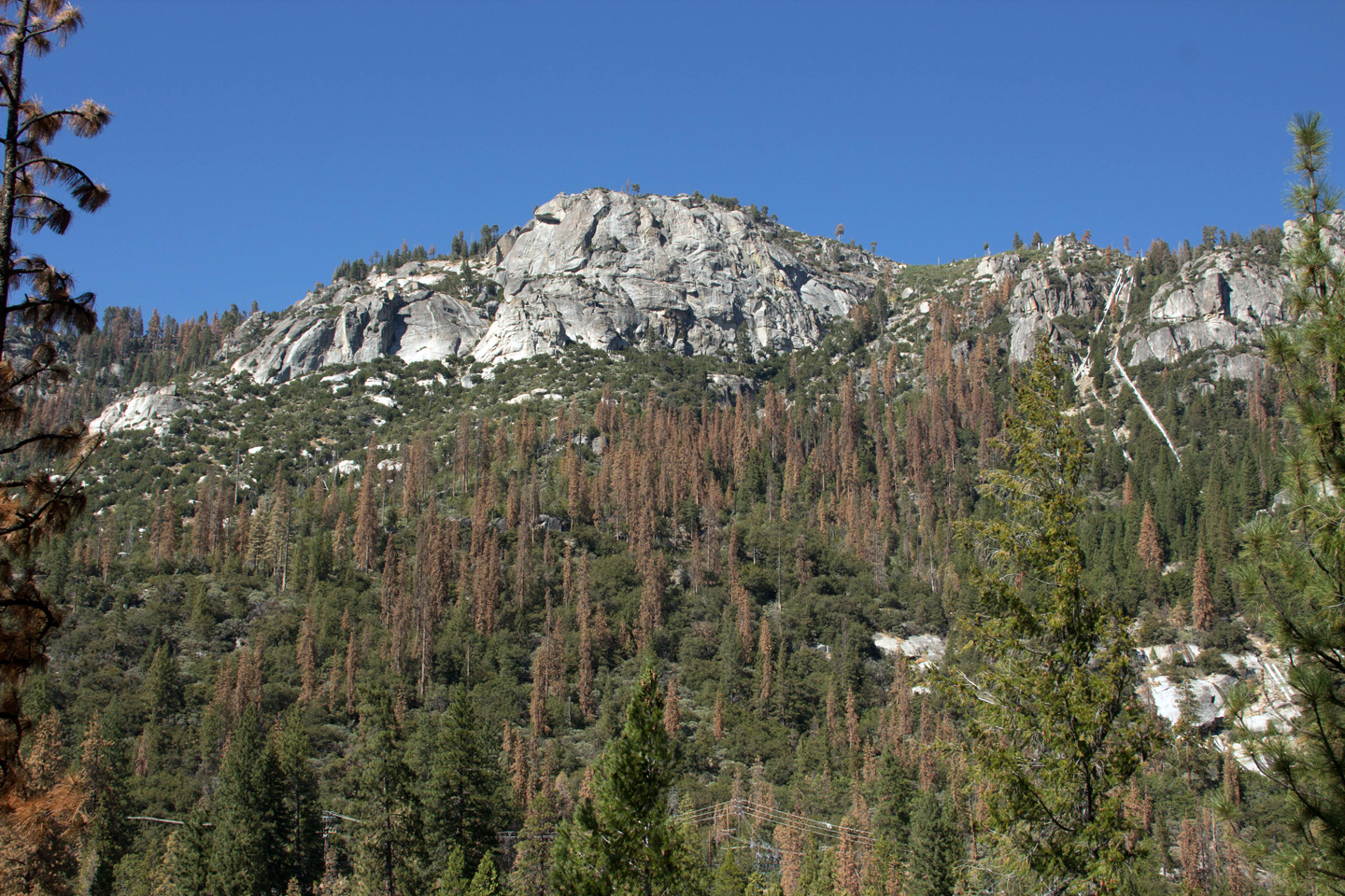 A photo of a forest with green and dead trees, killed by a beetle infestation in the southern Sierra.
