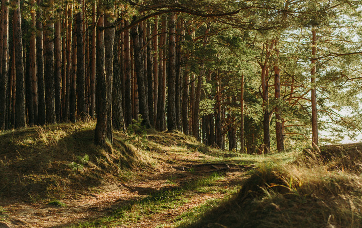 Quantifying the strength of the land carbon sink | UC Berkeley Rausser ...