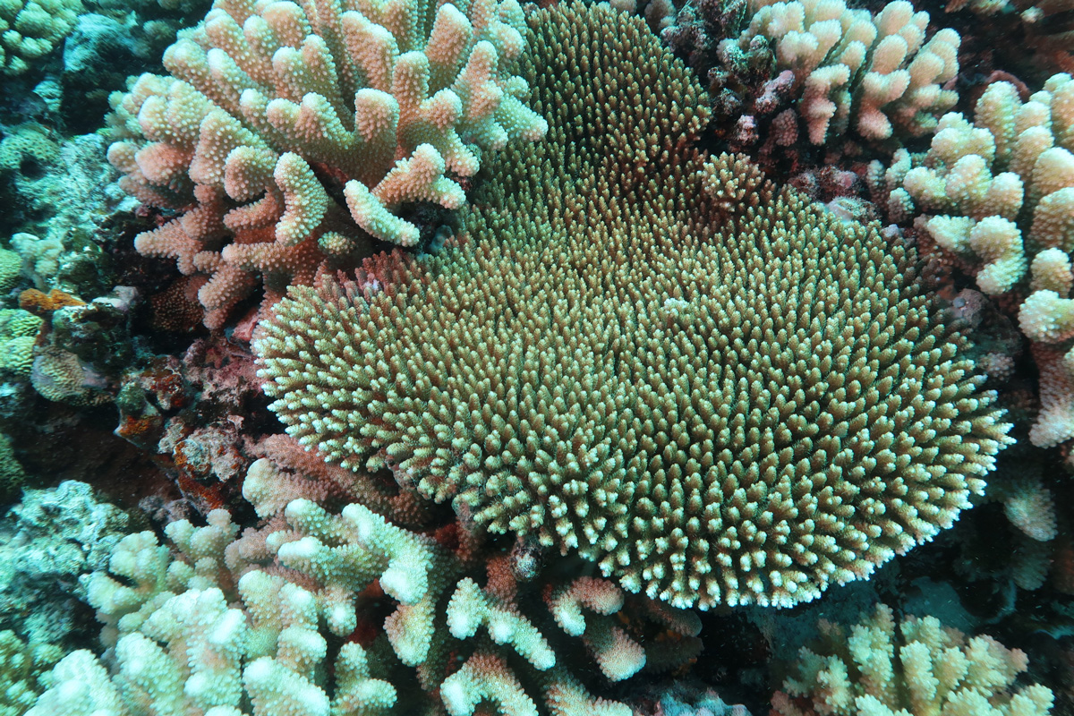 A photo of colorful coral taken from underwater.