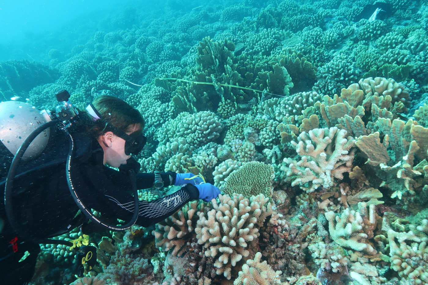 A photo of a female scuba diver grabbing a piece of colorful coral.