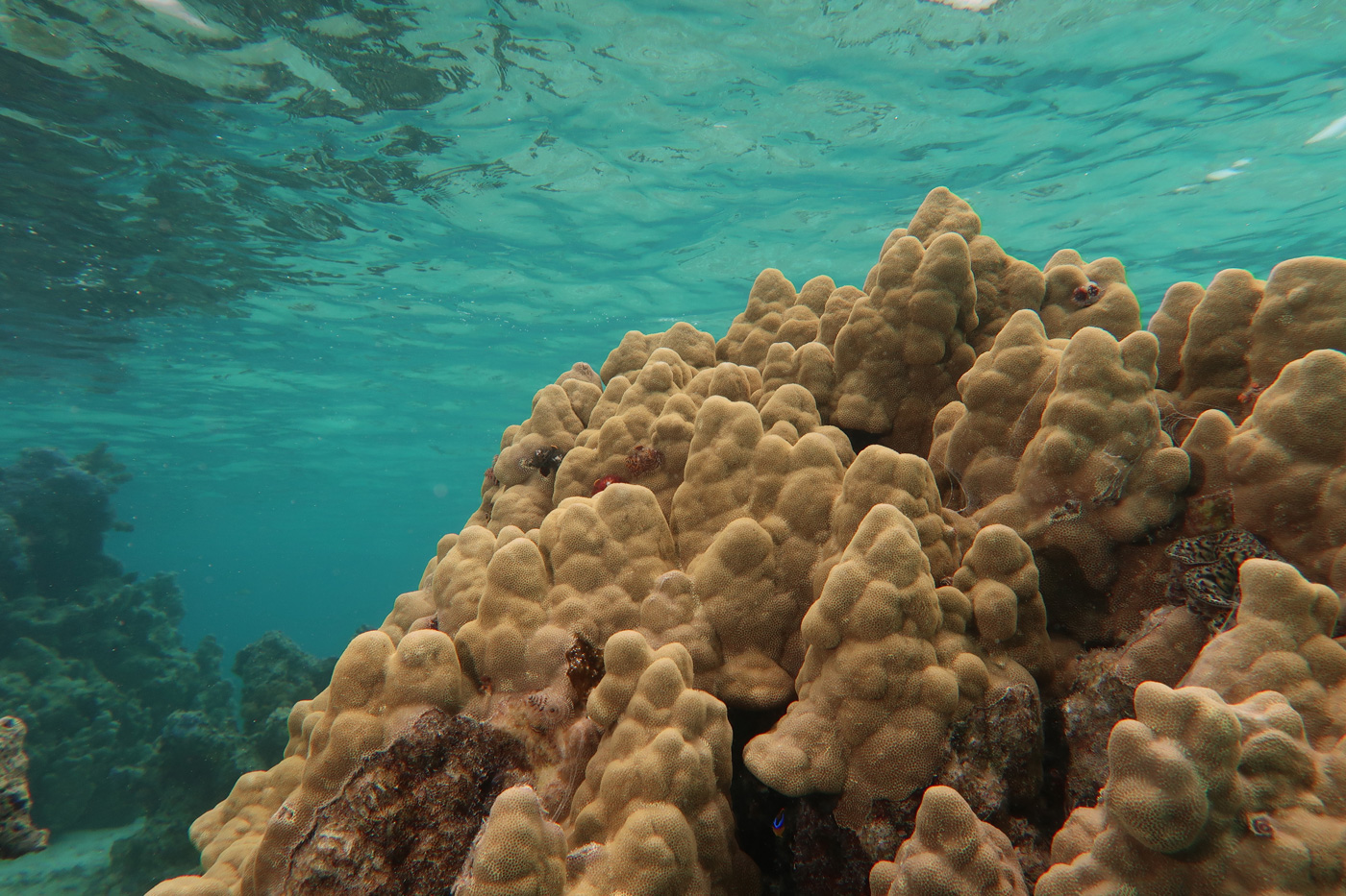 A photo of a lumpy orange coral colony taken from underwater.