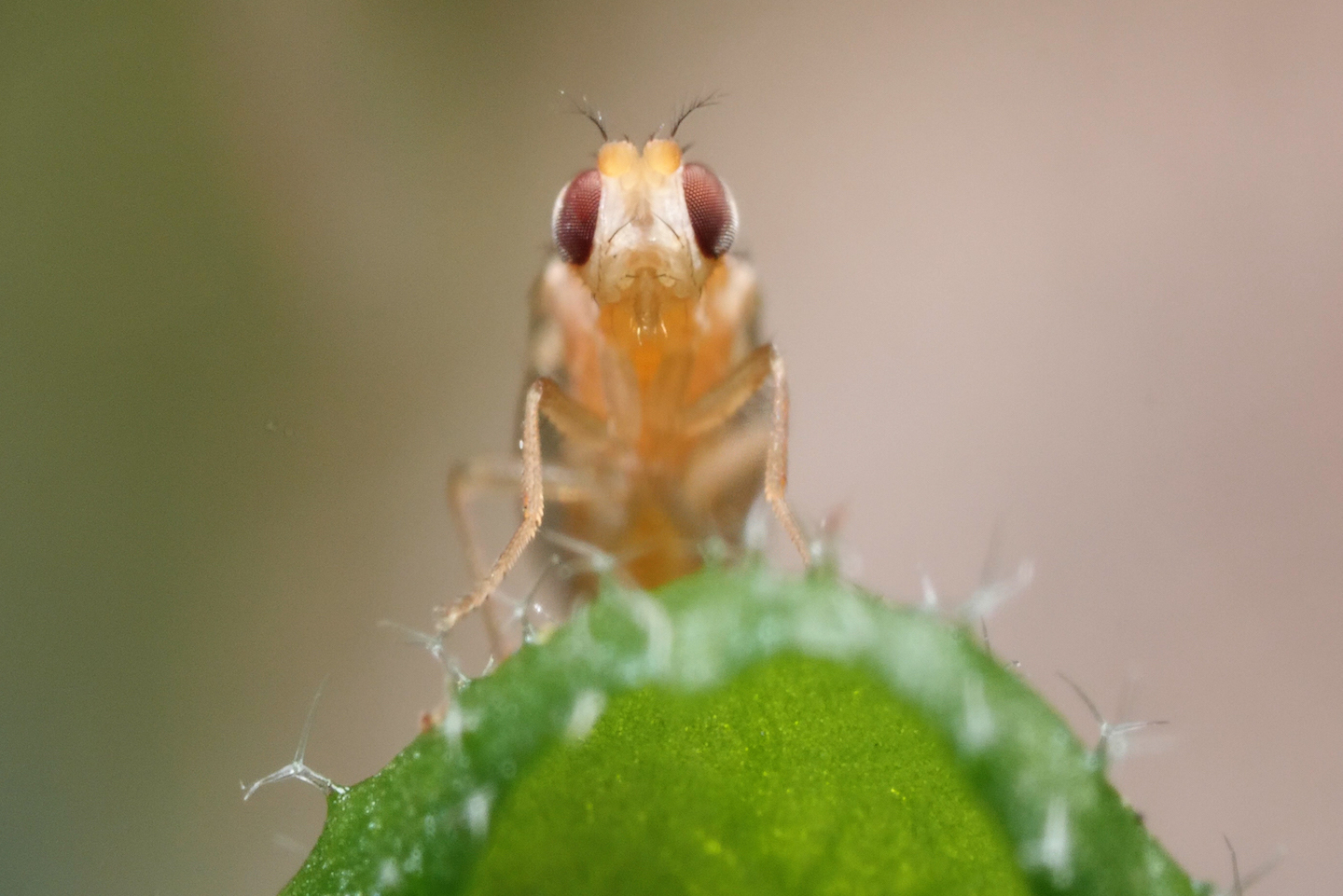 Closeup of a tiny fly on a leaf