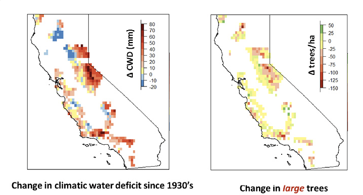 charts comparing water stress to large-tree decline
