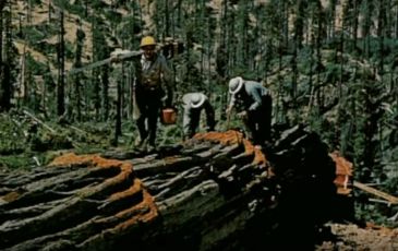 old photograph of foresters
