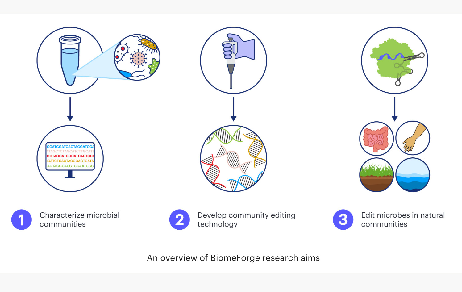 Diagram of "An overview of BiomeForge research aims"–1. characterize microbial communities. 2. develop community editing technology. 3. edit microbes in natural communities