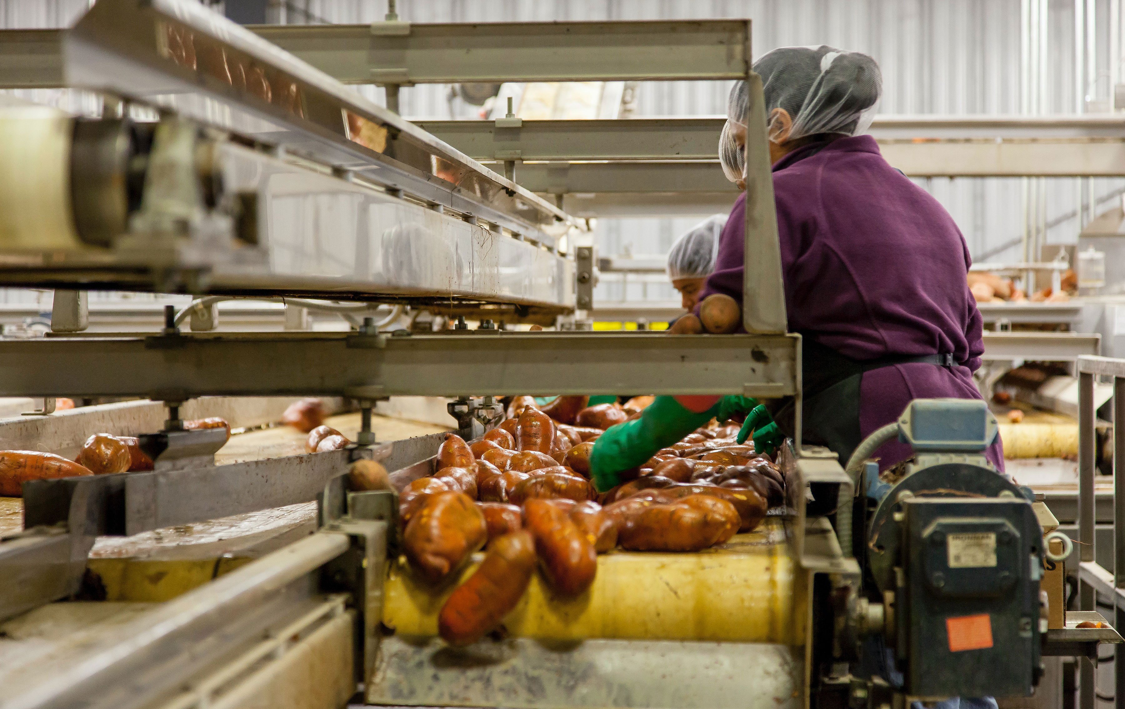 Woman cleaning sweet potatoes