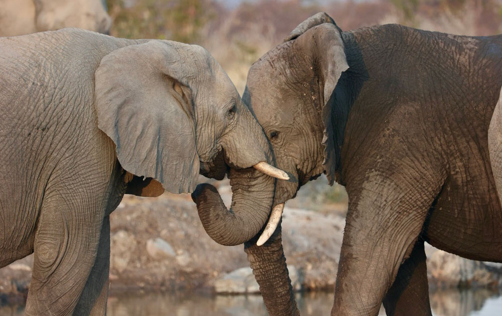 Image of two elephants
