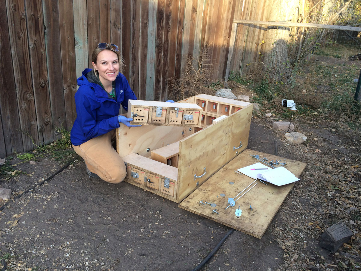 Image of Lauren Stanton building medium-difficulty puzzle box for raccoons