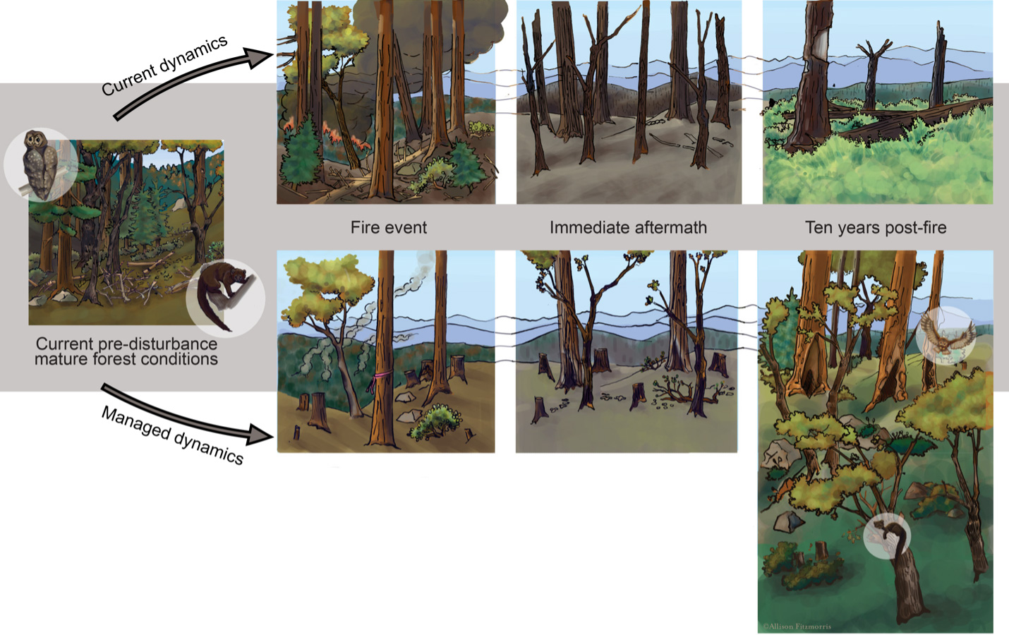 Scientific illustration and diagram of "current pre-disturbance mature forest conditions" compared between current dynamics versus managed dynamics.