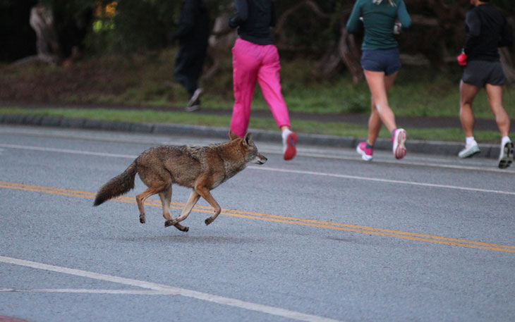 Coyote on road 