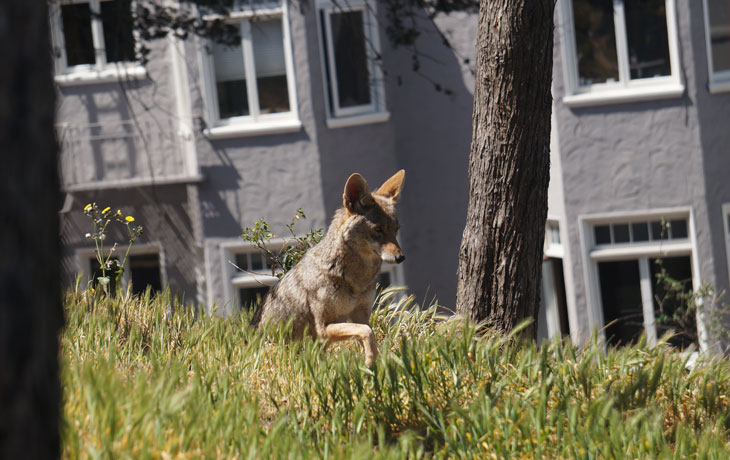 Coyote in patch of high grass 