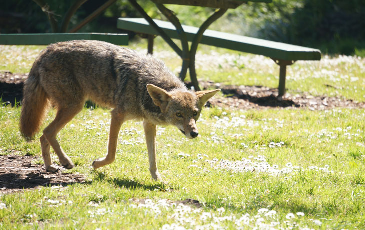 Coyote next to picnic table