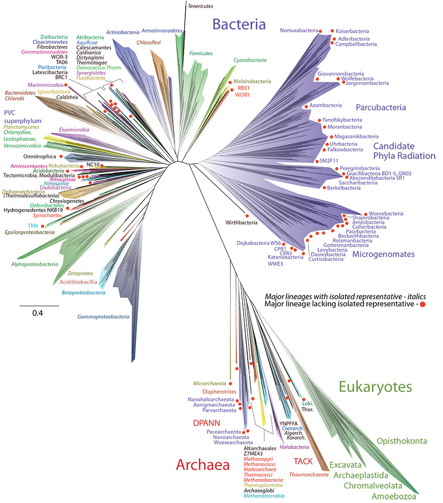 An artistic representation of the tree of life