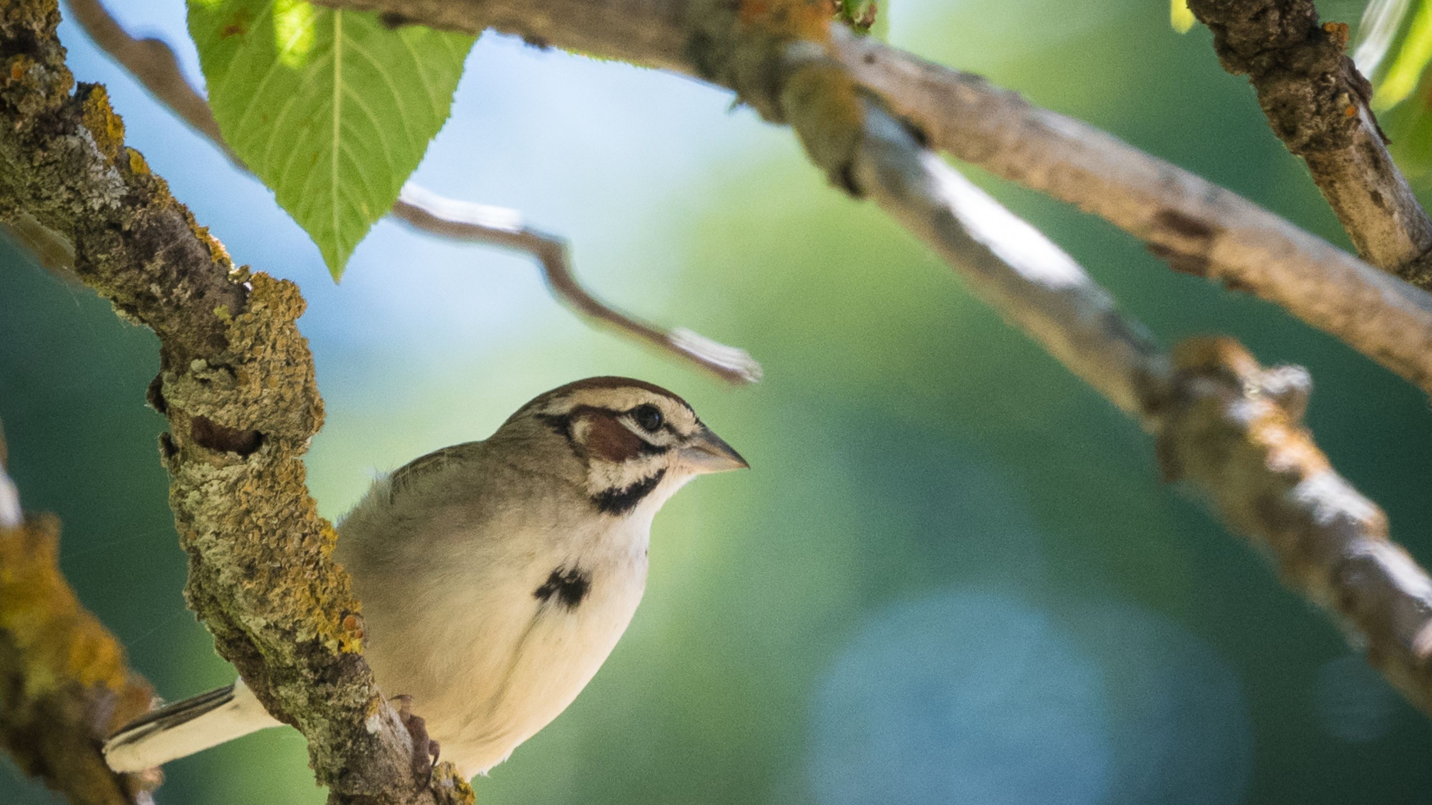 A lark sparrow on a branch with green leaves behind it