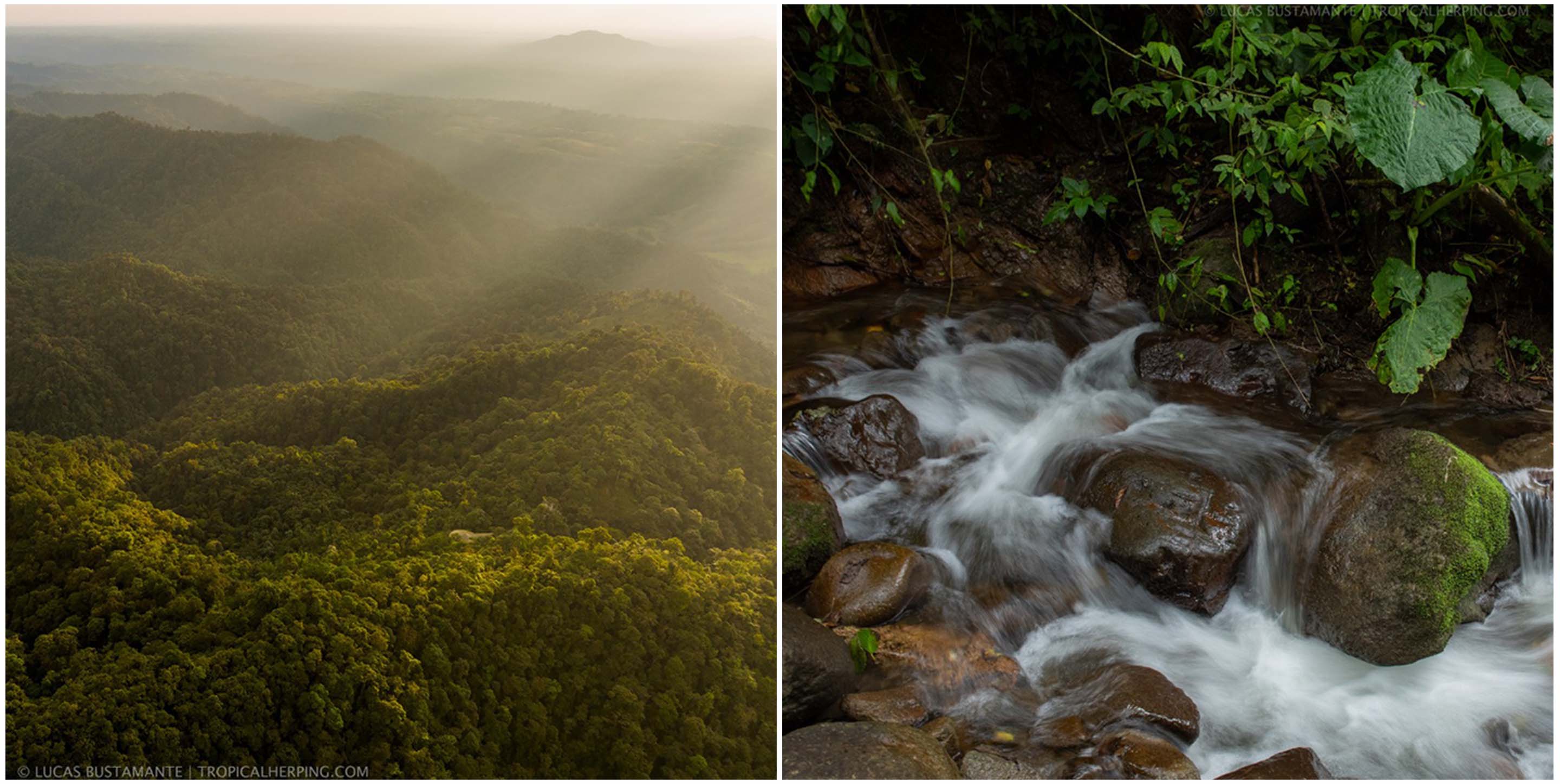 Mountaineous forest (left), stream of water with rocks (right)